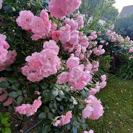 Apartament Kardos Siófok